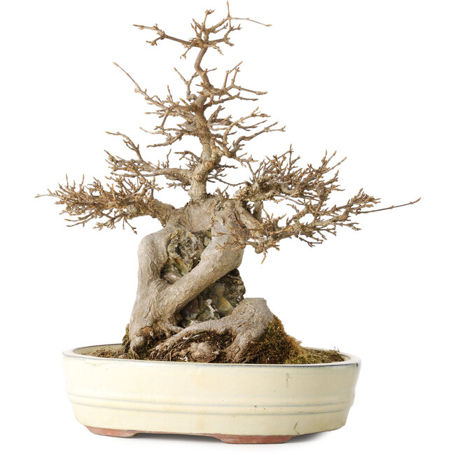 Acer buergerianum, 30 cm, ± 30 ans