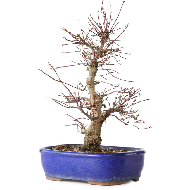 Acer palmatum Deshojo, 34 cm, ± 15 anni