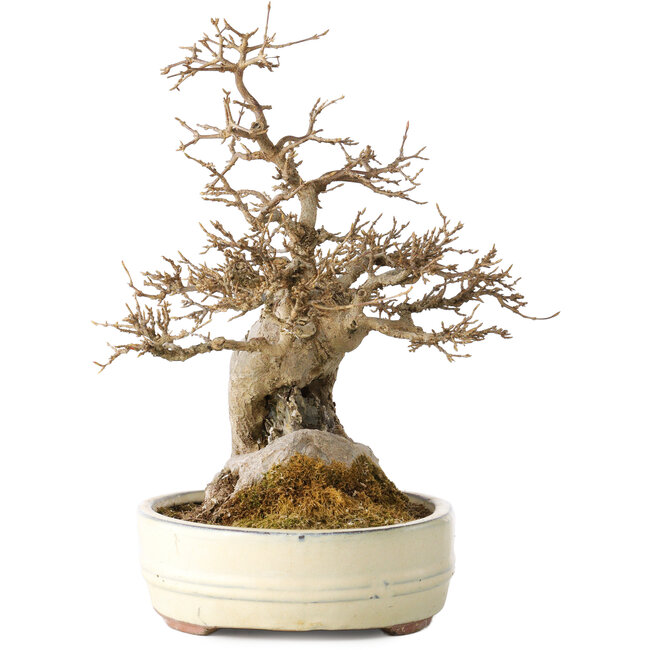 Acer buergerianum, 30 cm, ± 30 anni