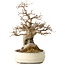 Acer buergerianum, 30 cm, ± 30 jaar oud