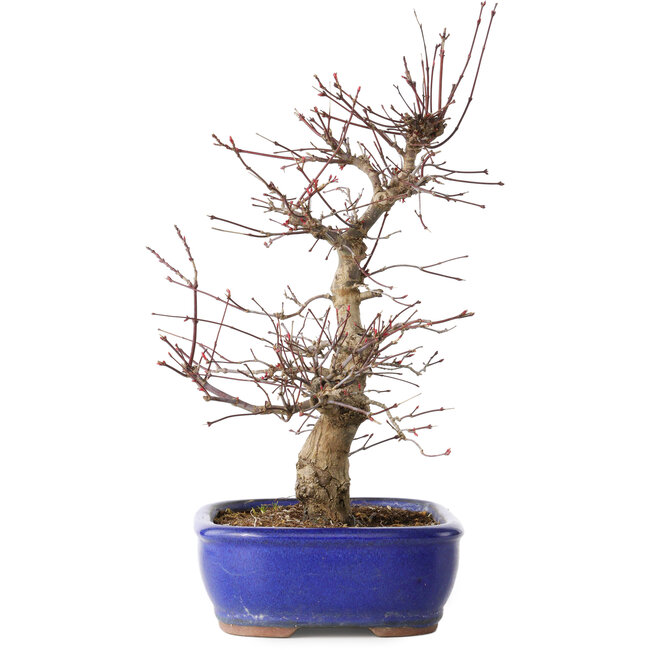 Acer palmatum Deshojo, 34 cm, ± 15 años