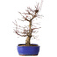 Acer palmatum Deshojo, 34 cm, ± 15 jaar oud