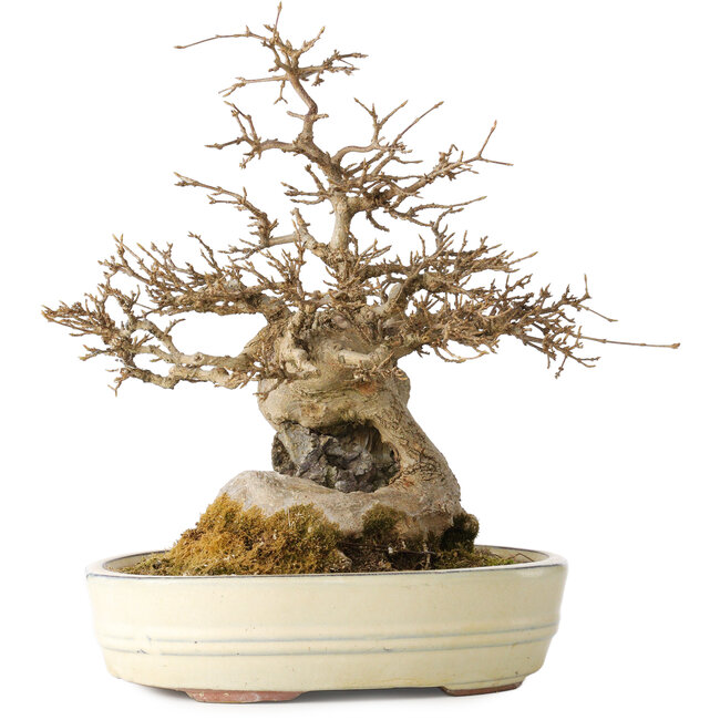 Acer buergerianum, 30 cm, ± 30 ans