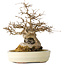 Acer buergerianum, 30 cm, ± 30 years old