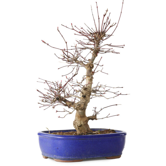 Acer palmatum Deshojo, 34 cm, ± 15 years old