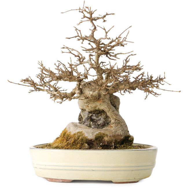 Acer buergerianum, 30 cm, ± 30 Jahre alt