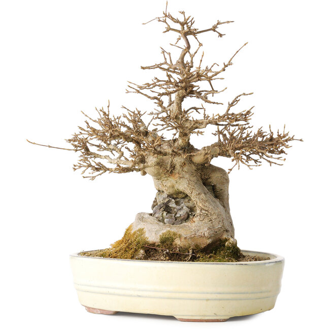 Acer buergerianum, 30 cm, ± 30 años