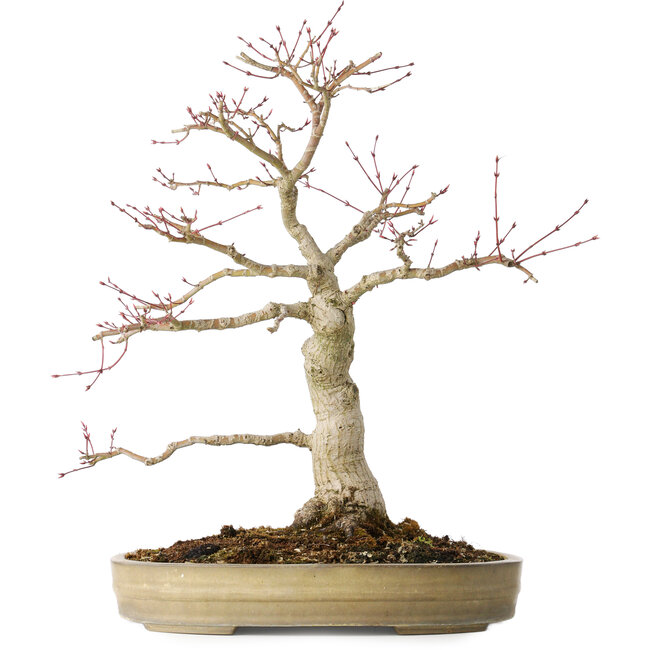 Acer palmatum Seigen, 45 cm, ± 30 jaar oud, in een handgemaakte Japanse pot, met een nebari van 11 cm