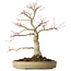 Acer palmatum Seigen, 45 cm, ± 30 jaar oud, in een handgemaakte Japanse pot, met een nebari van 11 cm