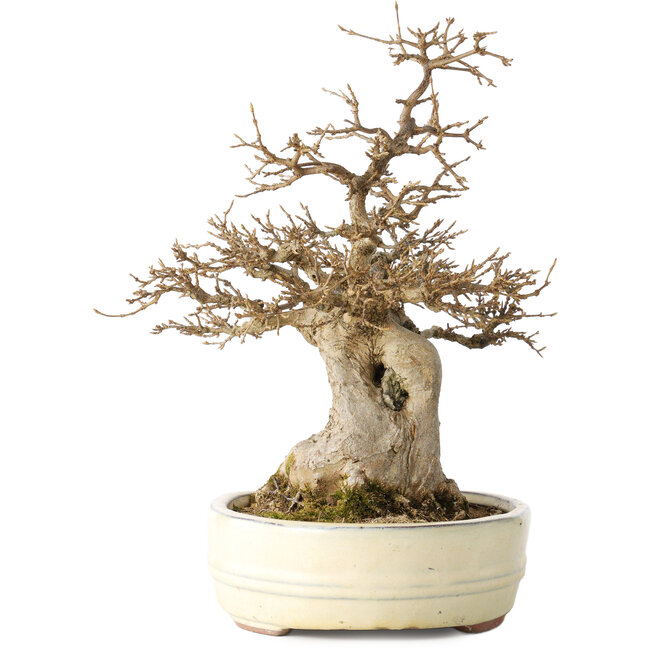 Acer buergerianum, 30 cm, ± 30 ans