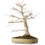 Acer palmatum Seigen, 45 cm, ± 30 jaar oud, in een handgemaakte Japanse pot, met een nebari van 11 cm