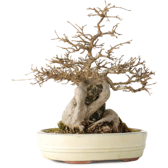 Acer buergerianum, 30 cm, ± 30 jaar oud