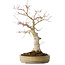 Acer palmatum Seigen, 45 cm, ± 30 jaar oud, in een handgemaakte Japanse pot, met een nebari van 11 cm