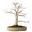 Acer palmatum Seigen, 45 cm, ± 30 jaar oud, in een handgemaakte Japanse pot, met een nebari van 11 cm