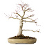 Acer palmatum Seigen, 45 cm, ± 30 jaar oud, in een handgemaakte Japanse pot, met een nebari van 11 cm
