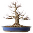 Acer palmatum, 33 cm, ± 30 jaar oud, met een nebari van 18 cm en een vrij grote wond in de nebari en basis van de stam