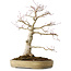 Acer palmatum Seigen, 45 cm, ± 30 jaar oud, in een handgemaakte Japanse pot, met een nebari van 11 cm