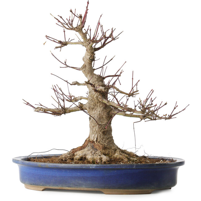 Acer palmatum, 33 cm, ± 30 Jahre alt, mit einem Nebari von 18 cm und einer ziemlich großen Wunde im Nebari und an der Stammbasis