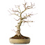Acer palmatum Seigen, 45 cm, ± 30 jaar oud, in een handgemaakte Japanse pot, met een nebari van 11 cm