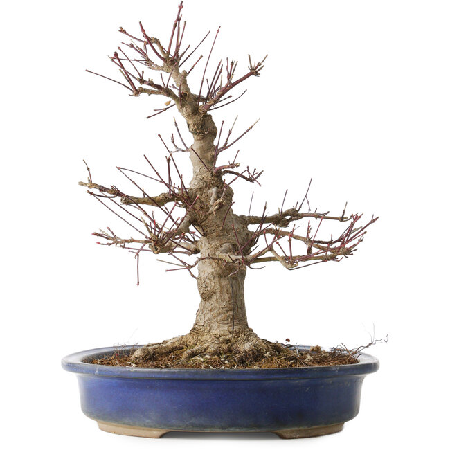 Acer palmatum, 33 cm, ± 30 años, con un nebari de 18 cm y una herida bastante grande en el nebari y la base del tronco.