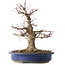 Acer palmatum, 33 cm, ± 30 jaar oud, met een nebari van 18 cm en een vrij grote wond in de nebari en basis van de stam