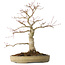 Acer palmatum Seigen, 45 cm, ± 30 jaar oud, in een handgemaakte Japanse pot, met een nebari van 11 cm