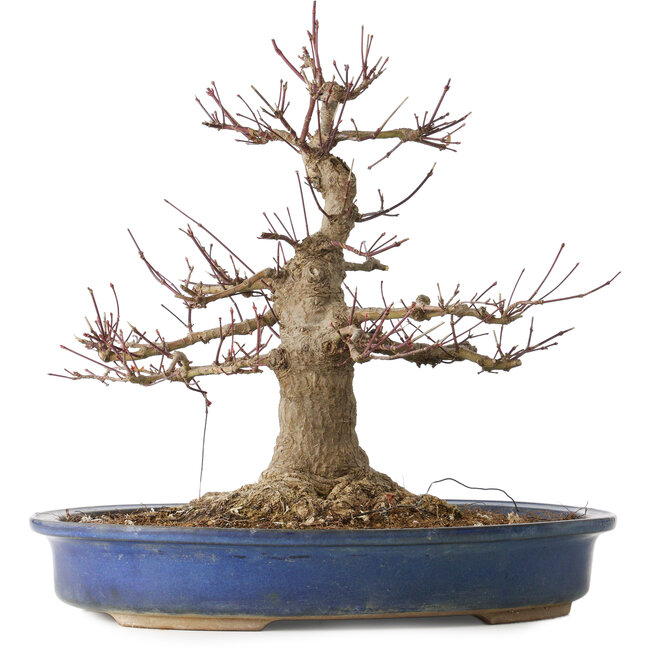 Acer palmatum, 33 cm, ± 30 Jahre alt, mit einem Nebari von 18 cm und einer ziemlich großen Wunde im Nebari und an der Stammbasis