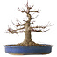 Acer palmatum, 33 cm, ± 30 jaar oud, met een nebari van 18 cm en een vrij grote wond in de nebari en basis van de stam