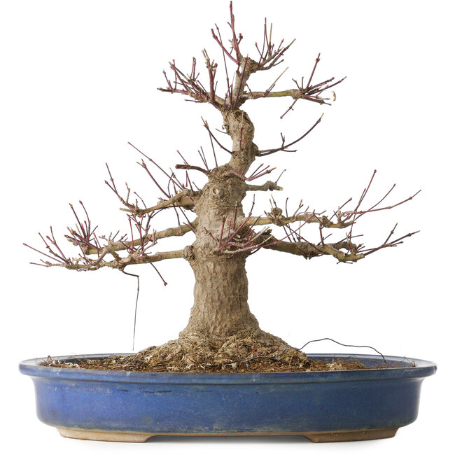 Acer palmatum, 33 cm, ± 30 jaar oud, met een nebari van 18 cm en een vrij grote wond in de nebari en basis van de stam
