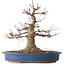 Acer palmatum, 33 cm, ± 30 jaar oud, met een nebari van 18 cm en een vrij grote wond in de nebari en basis van de stam