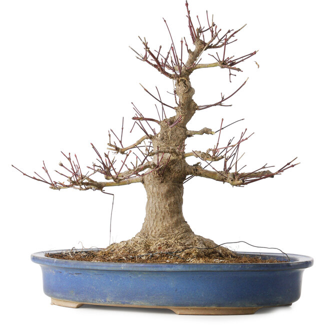 Acer palmatum, 33 cm, ± 30 ans, avec un nebari de 18 cm et une plaie assez large dans le nebari et la base du tronc
