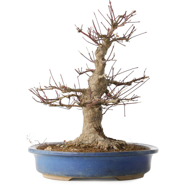 Acer palmatum, 33 cm, ± 30 ans, avec un nebari de 18 cm et une plaie assez large dans le nebari et la base du tronc
