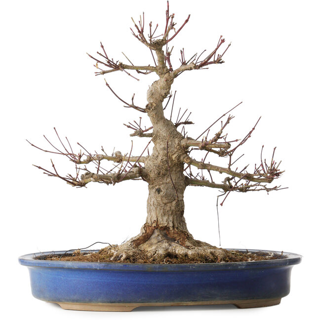 Acer palmatum, 33 cm, ± 30 anni, con un nebari di 18 cm e una ferita piuttosto grande nel nebari e alla base del tronco