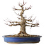Acer palmatum, 33 cm, ± 30 jaar oud, met een nebari van 18 cm en een vrij grote wond in de nebari en basis van de stam