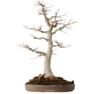 Acer palmatum, 49 cm, ± 30 jaar oud