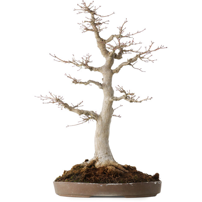 Acer palmatum, 49 cm, ± 30 jaar oud, met een nebari van 19 cm