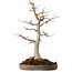 Acer palmatum, 49 cm, ± 30 jaar oud, met een nebari van 19 cm