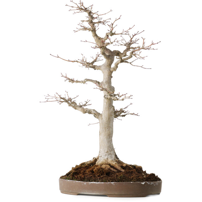 Acer palmatum, 49 cm, ± 30 ans, avec un nebari de 19 cm