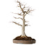 Acer palmatum, 49 cm, ± 30 jaar oud, met een nebari van 19 cm