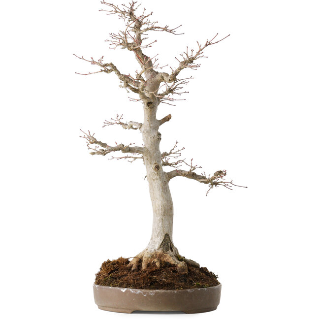 Acer palmatum, 49 cm, ± 30 jaar oud, met een nebari van 19 cm