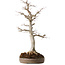 Acer palmatum, 49 cm, ± 30 years old, with a nebari of 19 cm