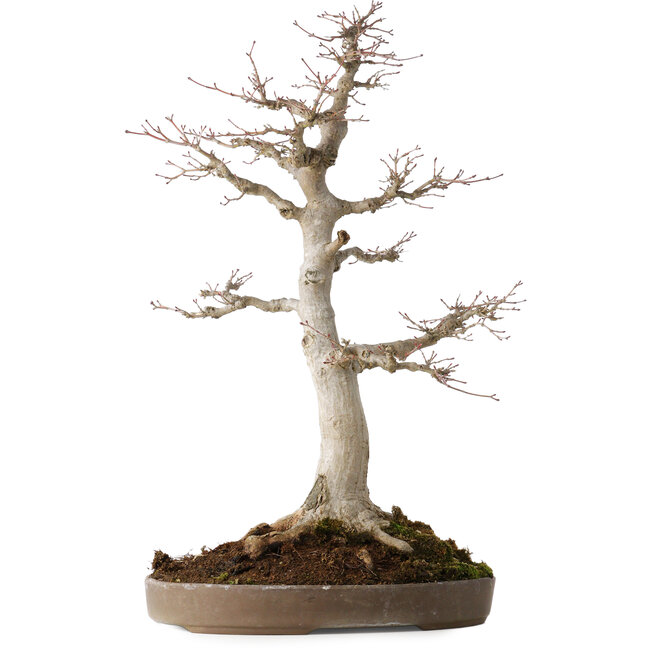 Acer palmatum, 49 cm, ± 30 jaar oud, met een nebari van 19 cm