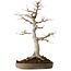 Acer palmatum, 49 cm, ± 30 jaar oud, met een nebari van 19 cm