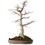 Acer palmatum, 49 cm, ± 30 jaar oud, met een nebari van 19 cm