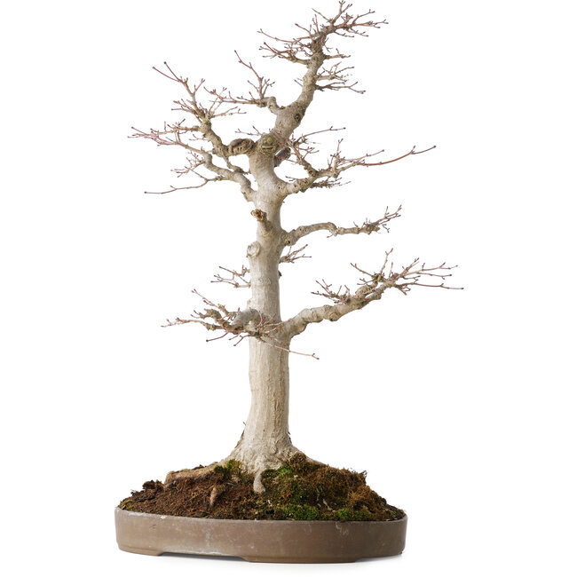 Acer palmatum, 49 cm, ± 30 Jahre alt, mit einem Nebari von 19 cm