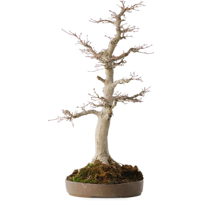 Acer palmatum, 49 cm, ± 30 ans, avec un nebari de 19 cm
