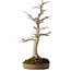 Acer palmatum, 49 cm, ± 30 jaar oud, met een nebari van 19 cm
