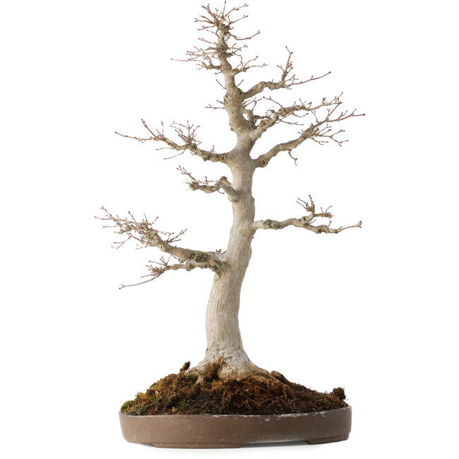 Acer palmatum, 49 cm, ± 30 jaar oud, met een nebari van 19 cm