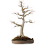Acer palmatum, 49 cm, ± 30 years old, with a nebari of 19 cm