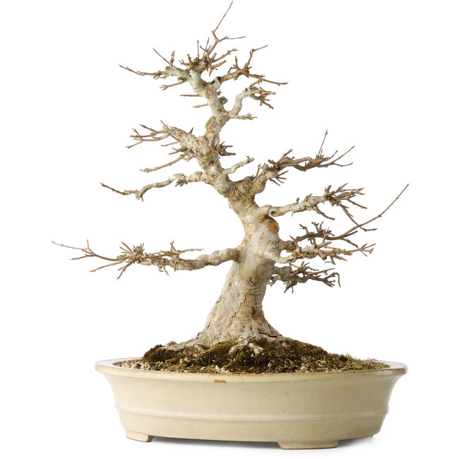 Acer buergerianum, 46 cm, ± 30 years old, with a nebari of 25 cm